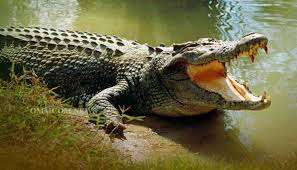 Tragic Crocodile Attack Claims Life in Kendrapara, Odisha