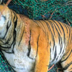 Wayanad’s ‘man-eater’ tiger dead; hair, earrings of mauled woman found in its stomach