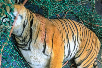 Wayanad’s ‘man-eater’ tiger dead; hair, earrings of mauled woman found in its stomach