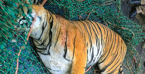 Wayanad’s ‘man-eater’ tiger dead; hair, earrings of mauled woman found in its stomach