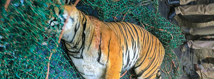 Wayanad’s ‘man-eater’ tiger dead; hair, earrings of mauled woman found in its stomach