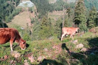 Himachal Budget 2025: Relief for Dairy Farmers as CM Sukhu Announces Hike in Milk Procurement Price